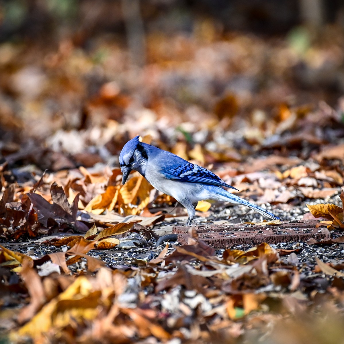 Blue Jay - ML625991194