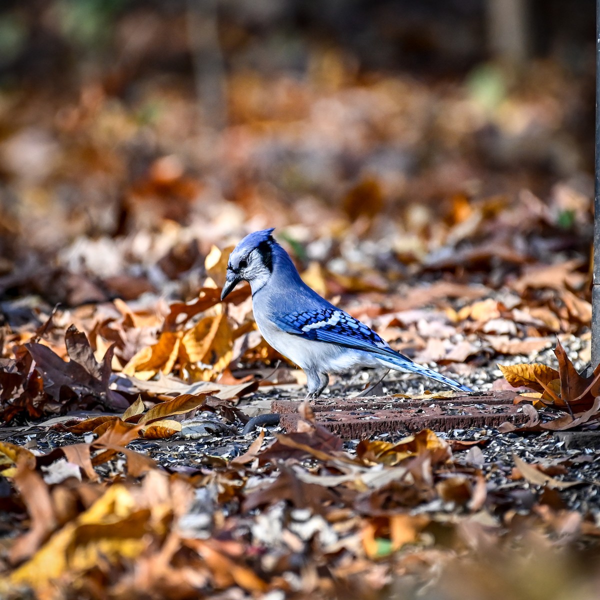 Blue Jay - ML625991196