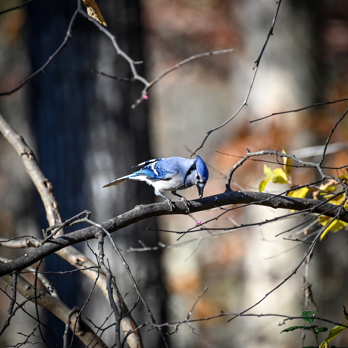 Blue Jay - ML625991199