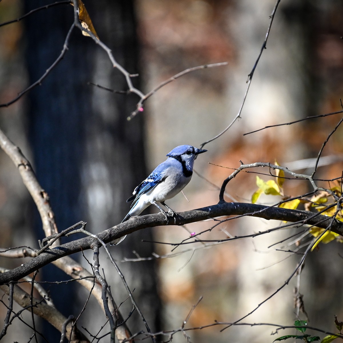 Blue Jay - ML625991200