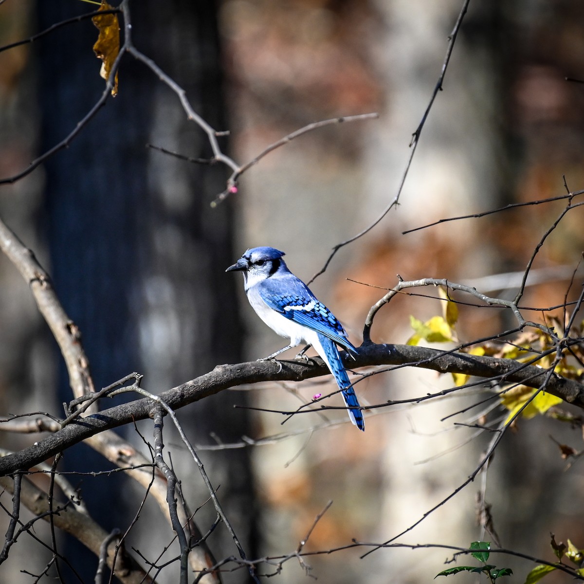 Blue Jay - ML625991202