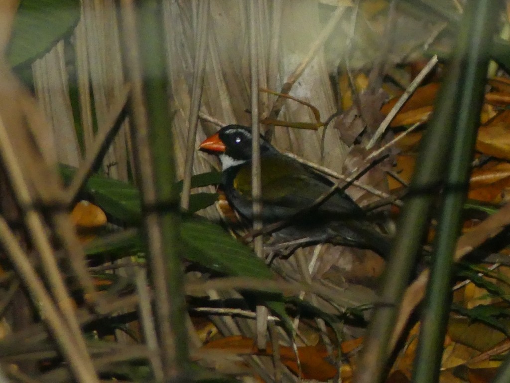 Orange-billed Sparrow - ML625991245