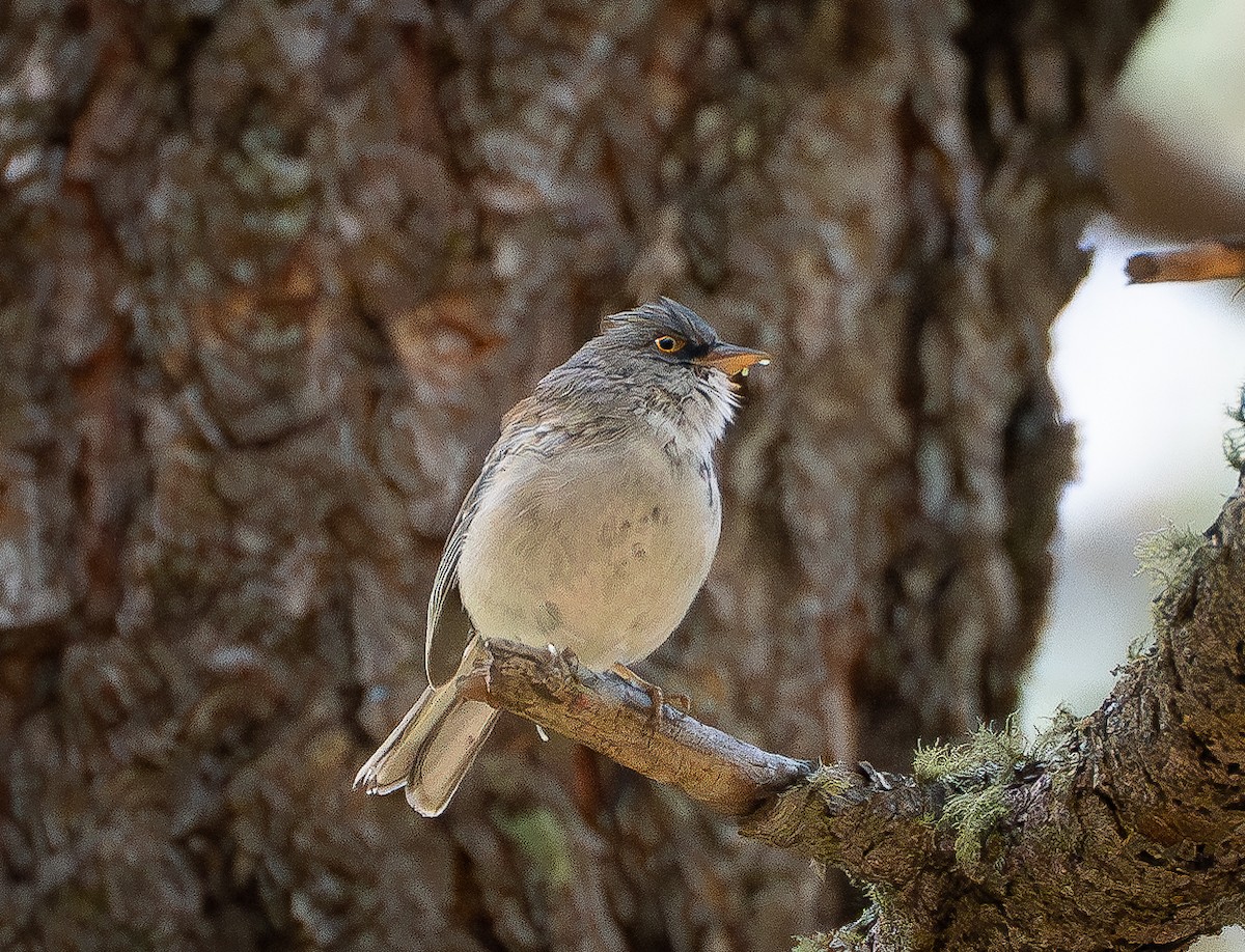 Yellow-eyed Junco - ML625991249