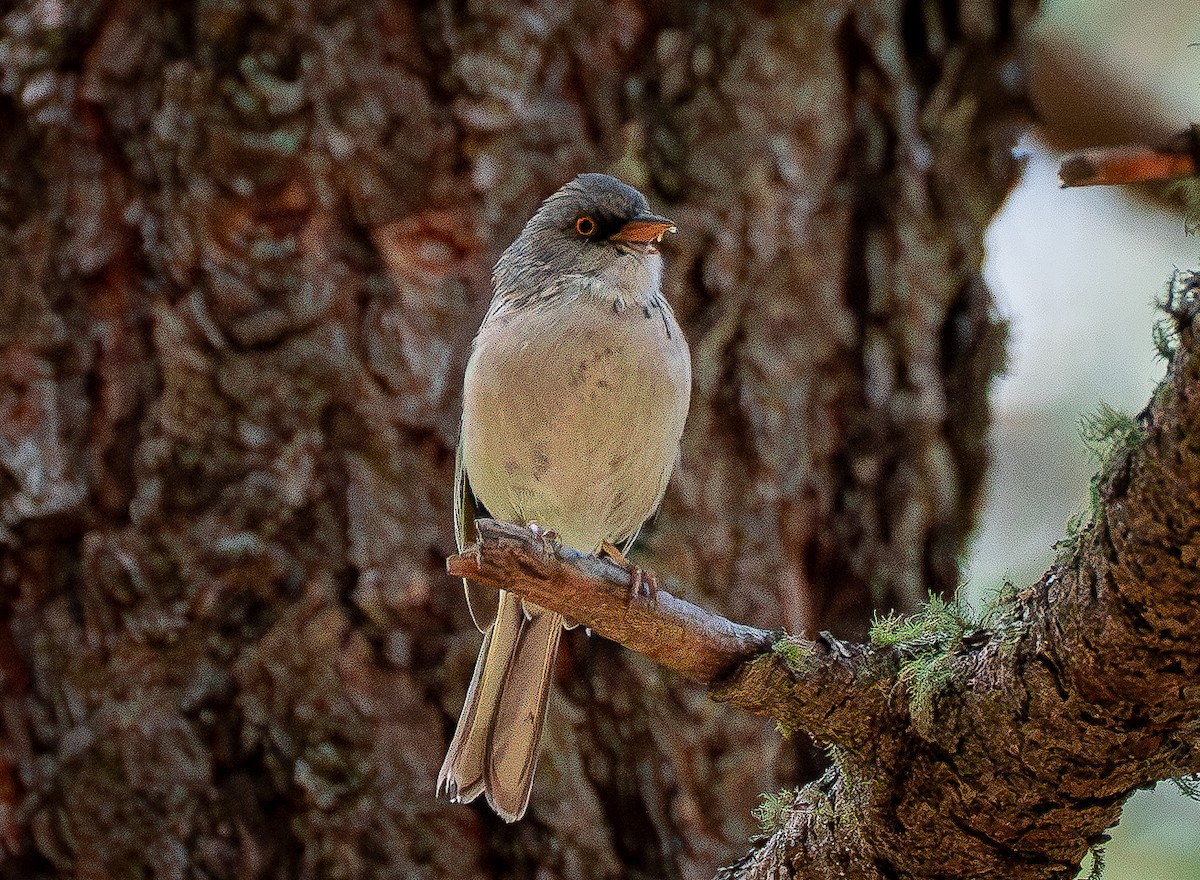 Yellow-eyed Junco - ML625991250