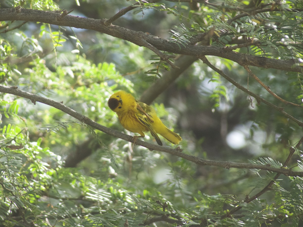 Yellow Warbler (Golden) - ML625991381