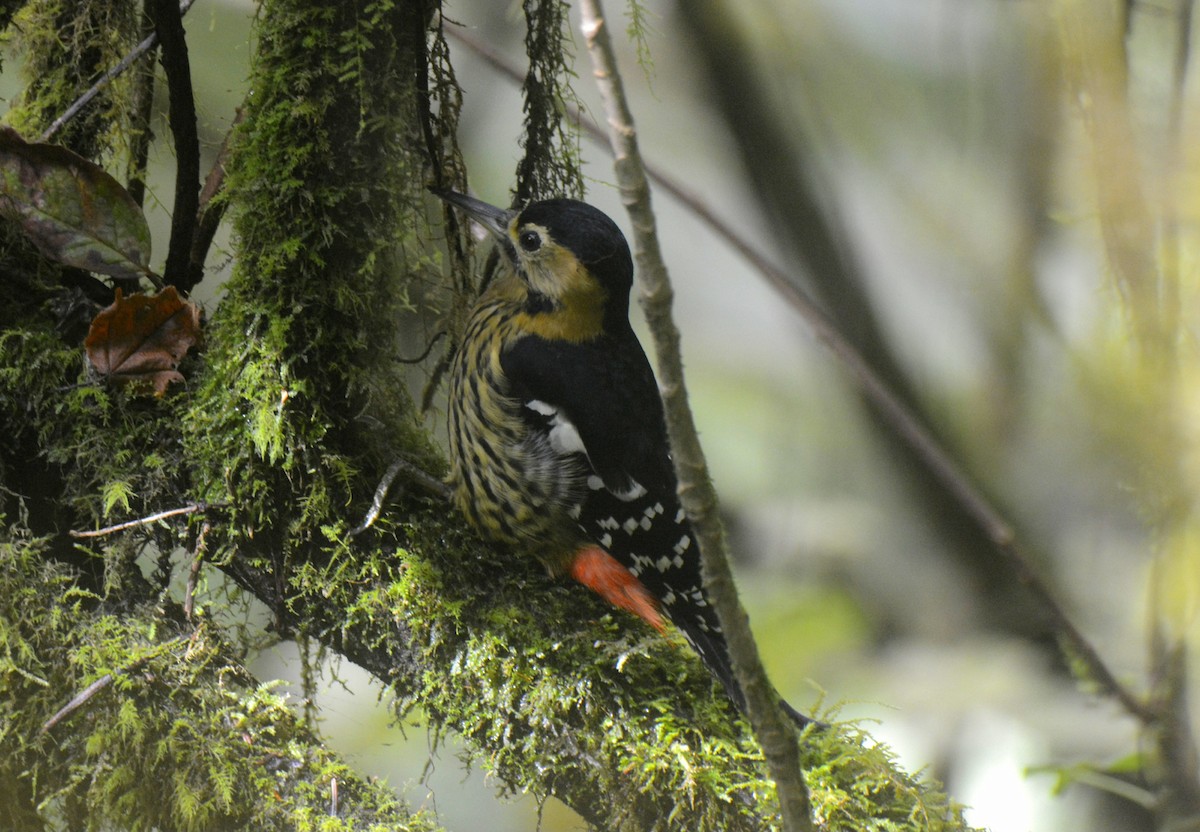 Darjeeling Woodpecker - ML625991407