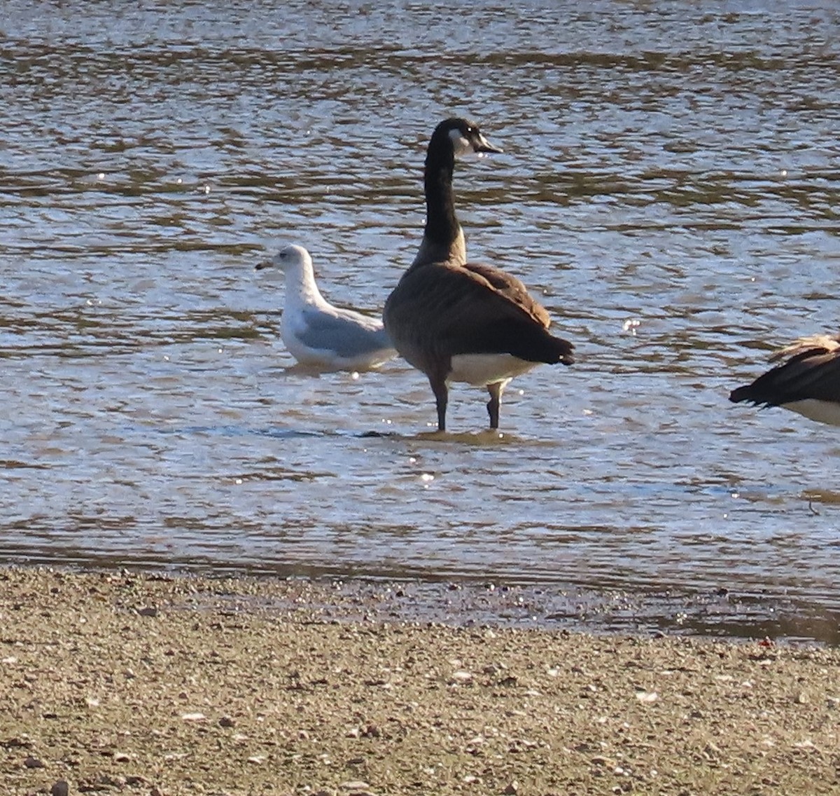 Canada Goose - ML625991487