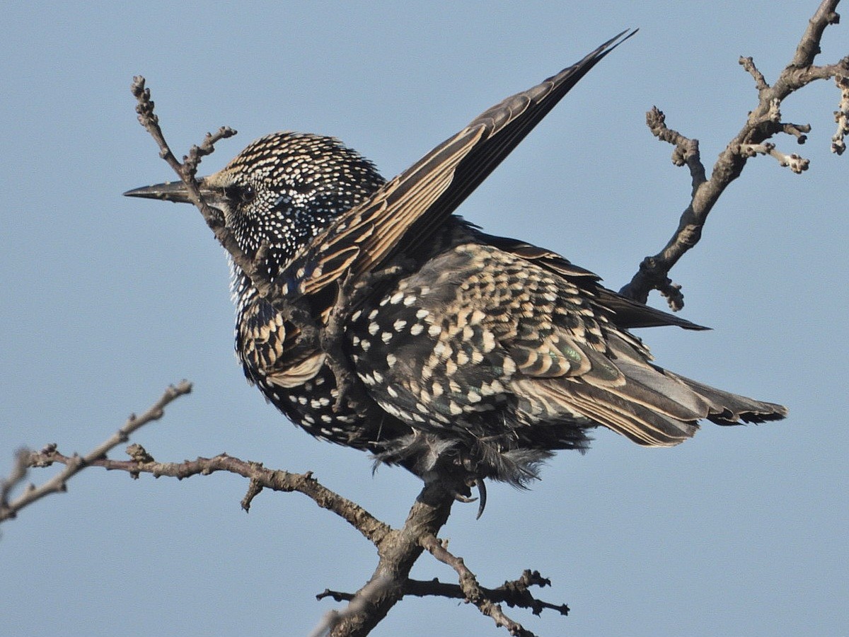 European Starling - ML625991500