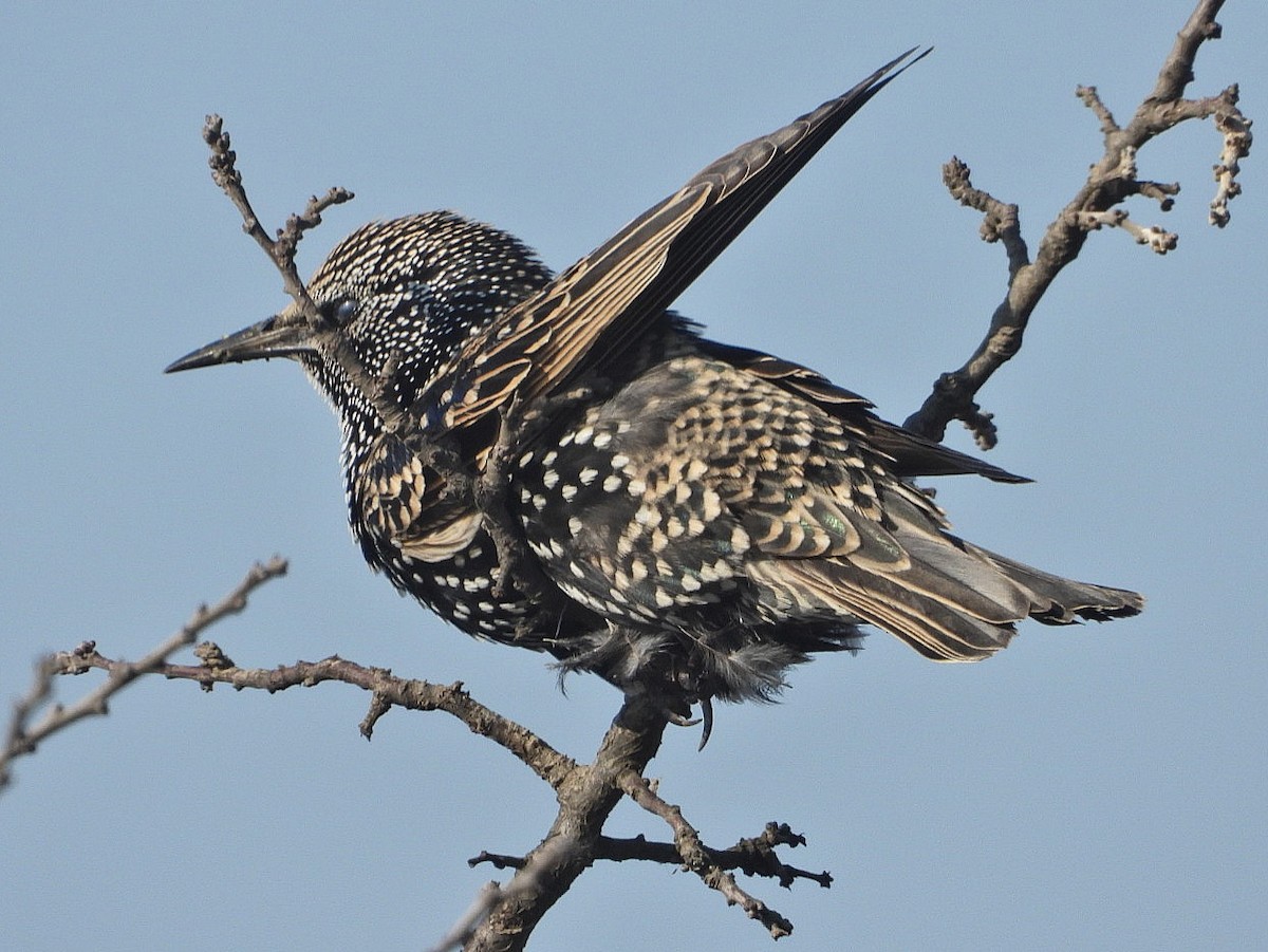 European Starling - ML625991501