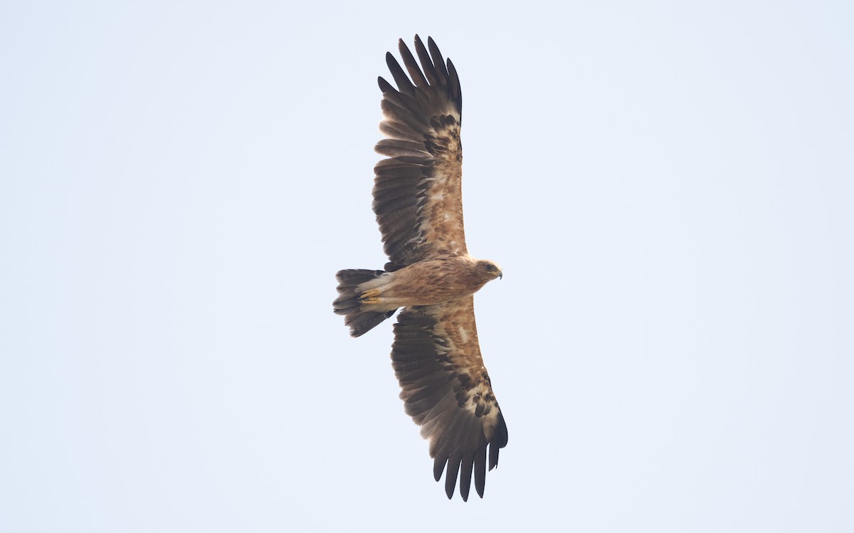 Greater Spotted Eagle - ML625991574