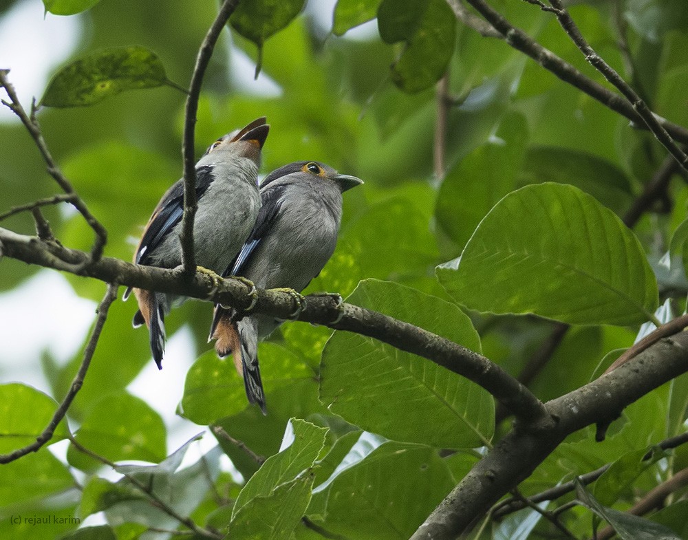 Gray-lored Broadbill - ML625991592