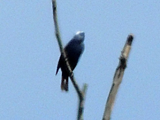 Diademed Tanager - ML625991972