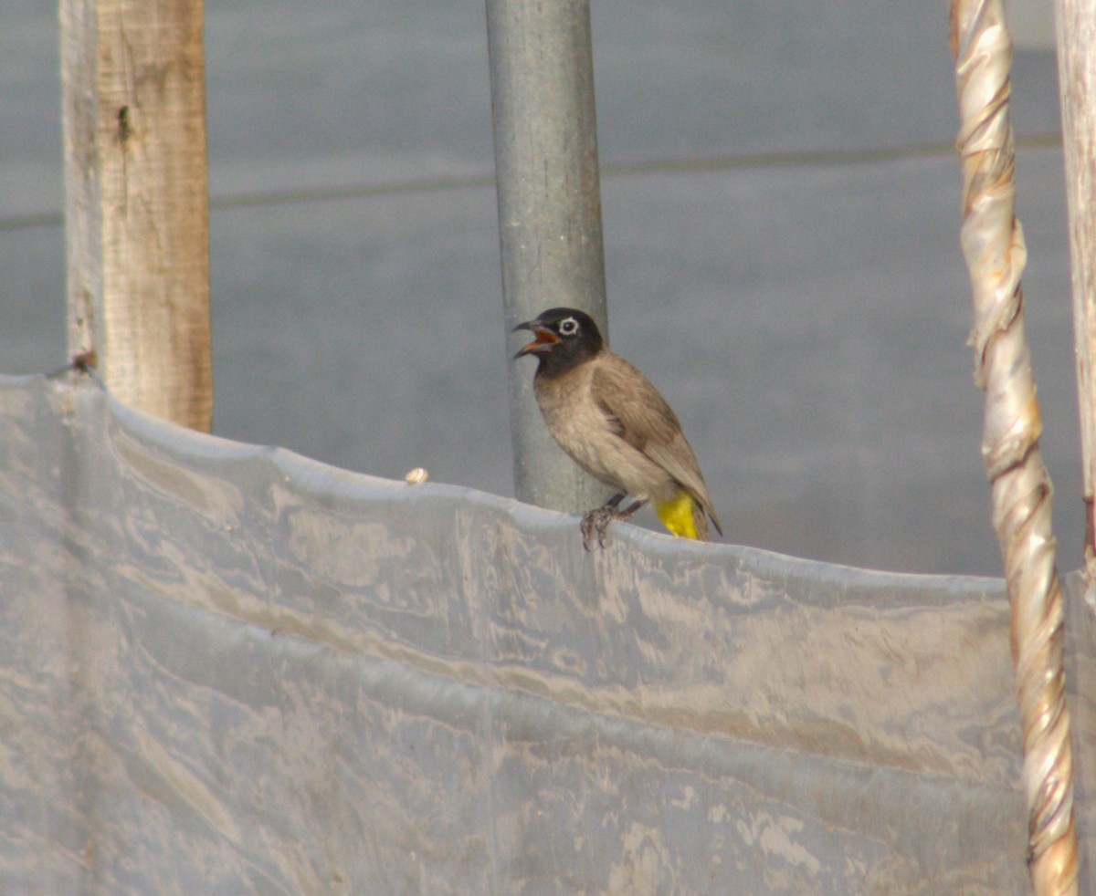 White-spectacled Bulbul - ML625992020