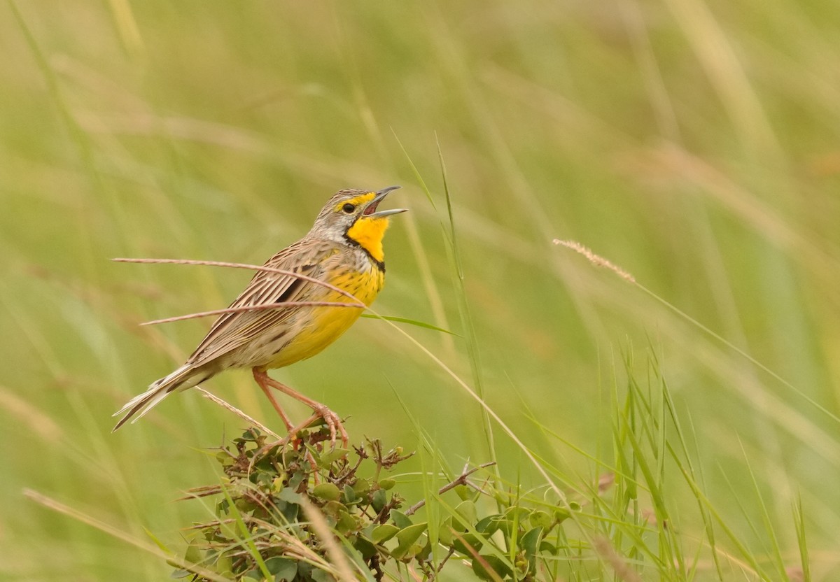 Yellow-throated Longclaw - ML625992248