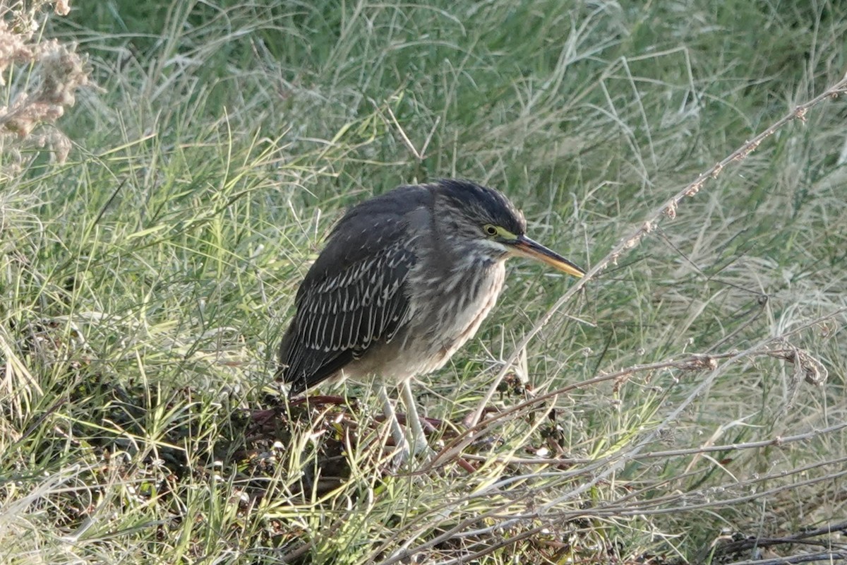 Green Heron - ML625992503