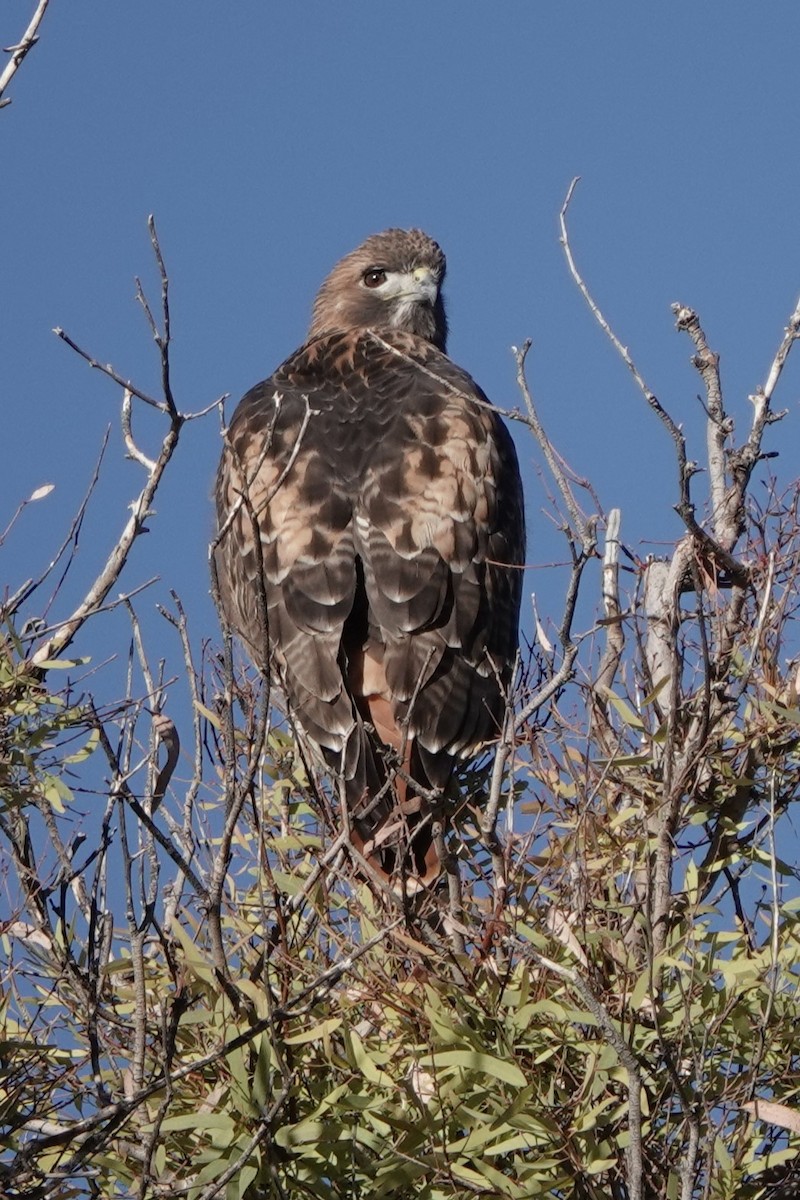 Red-tailed Hawk - ML625992531