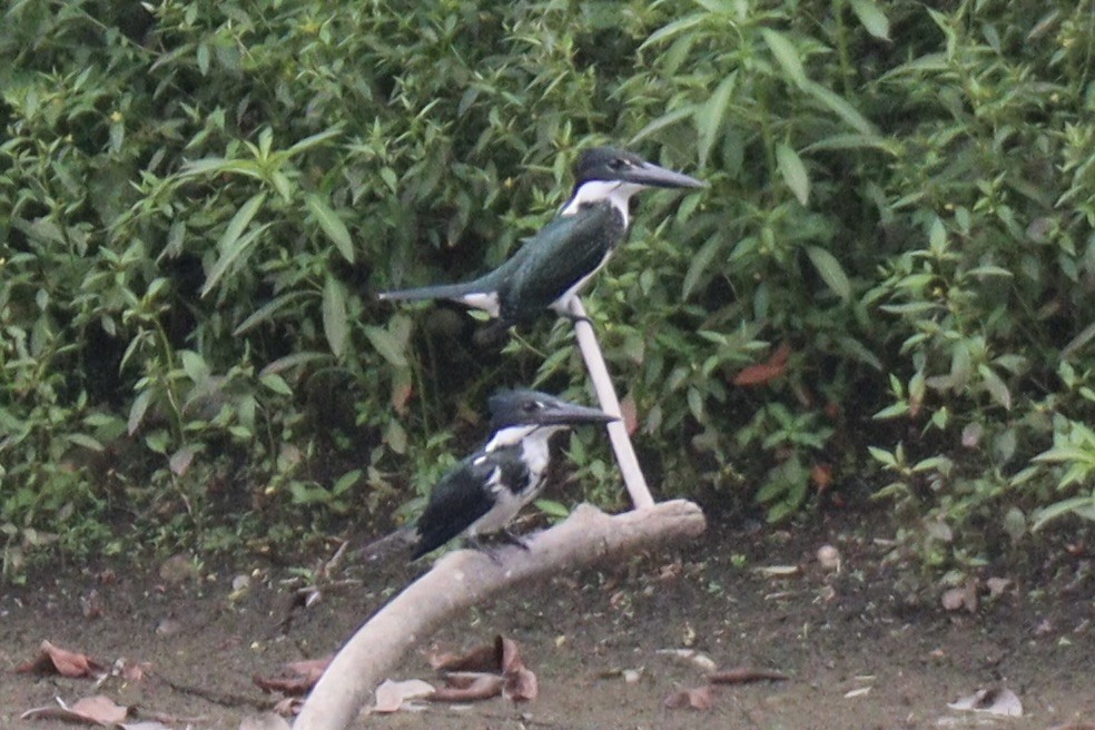 Amazon Kingfisher - ML625992561