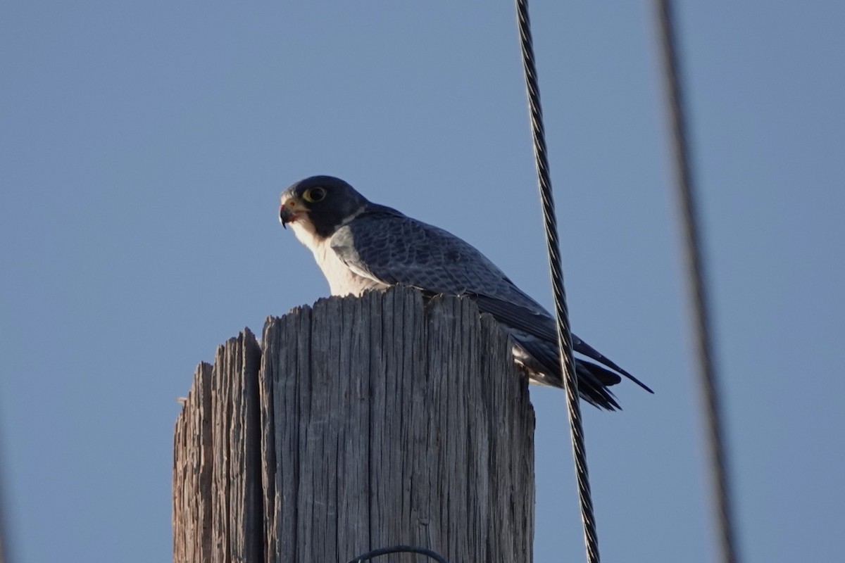 Peregrine Falcon - ML625992576