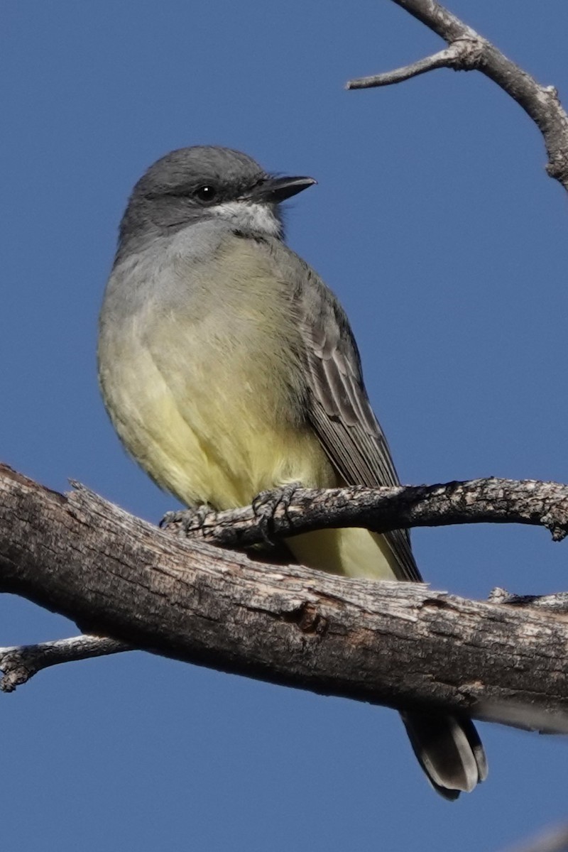 Cassin's Kingbird - ML625992581