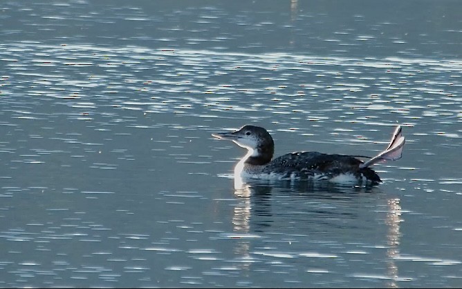 Common Loon - ML625992632