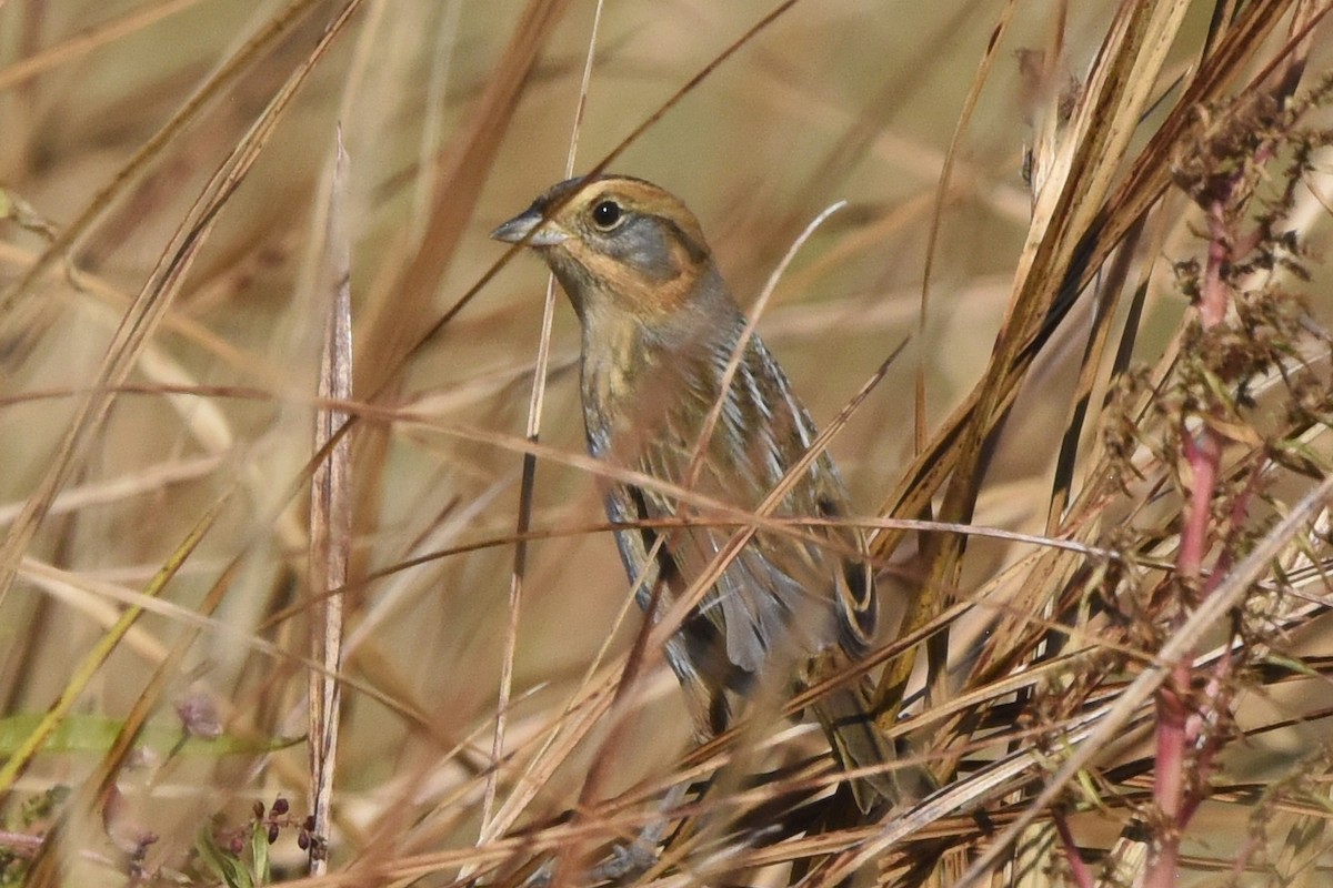 Nelson's Sparrow (Interior) - ML625992823