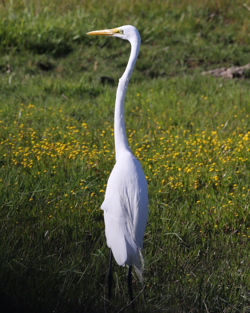 Great Egret - ML625992880