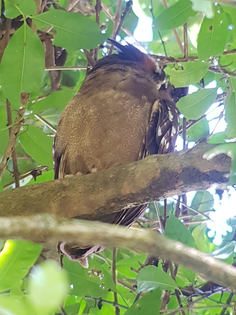 Crested Owl - ML625992909