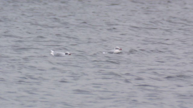 Mediterranean Gull - ML625992938