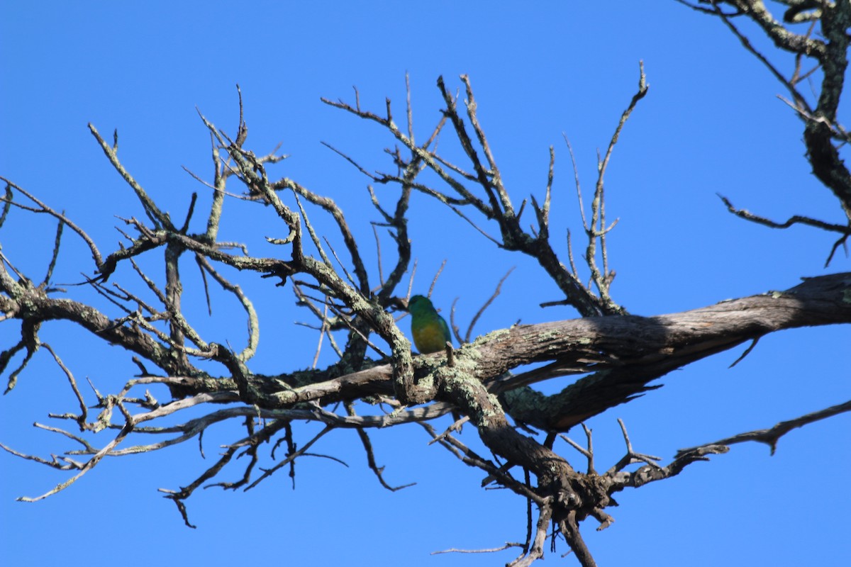 Red-rumped Parrot - ML625992979