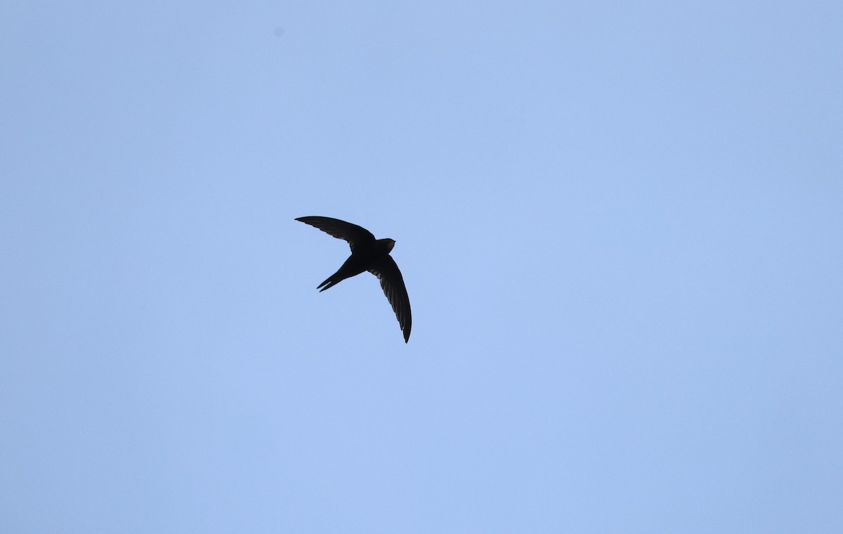 Common Swift - ML625993019