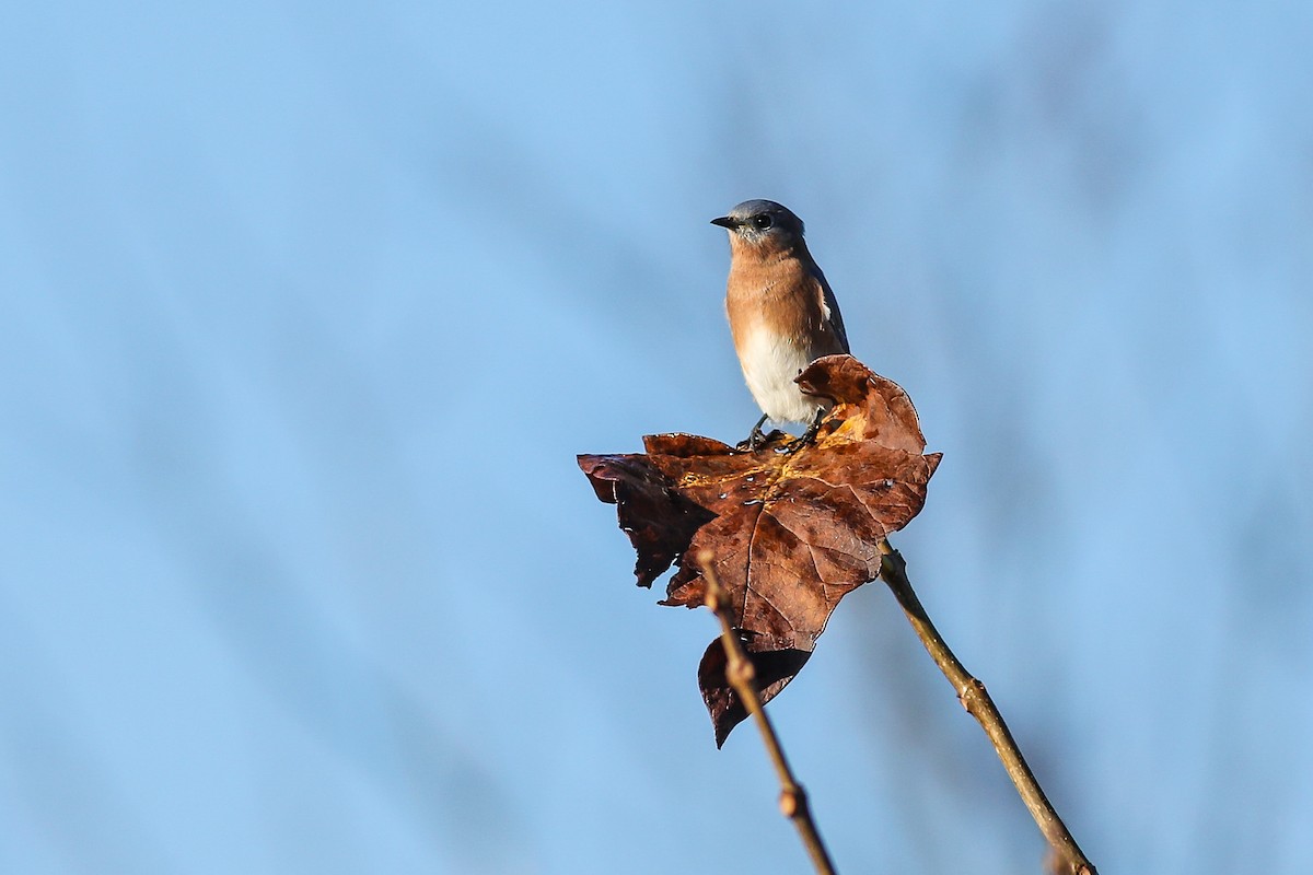 Eastern Bluebird - ML625993036