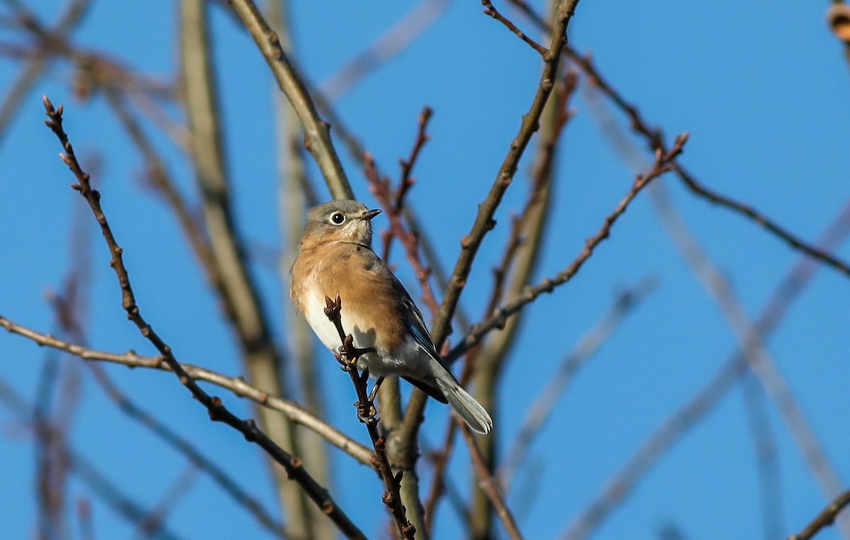 Eastern Bluebird - ML625993037