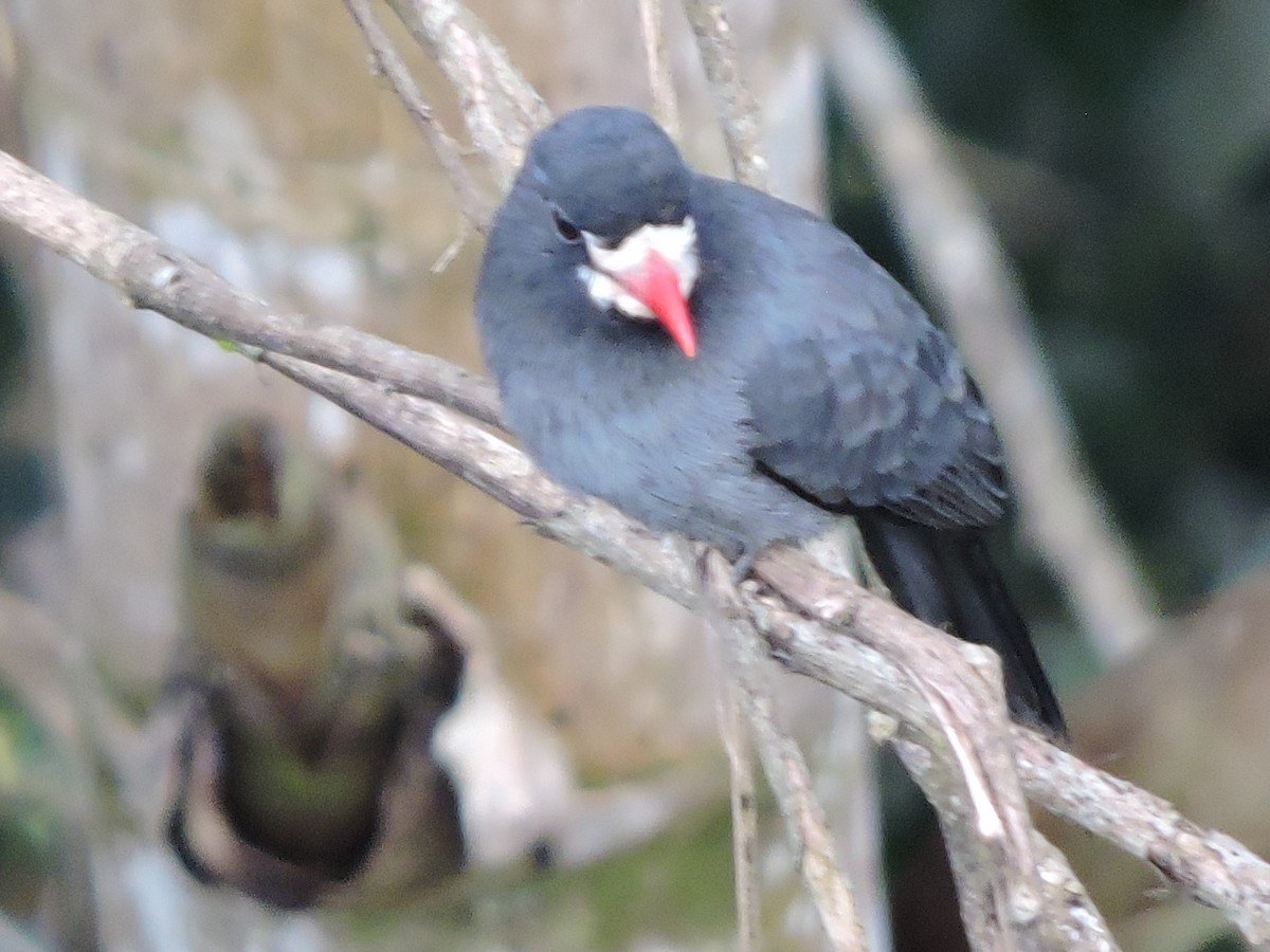 White-fronted Nunbird - ML62599311