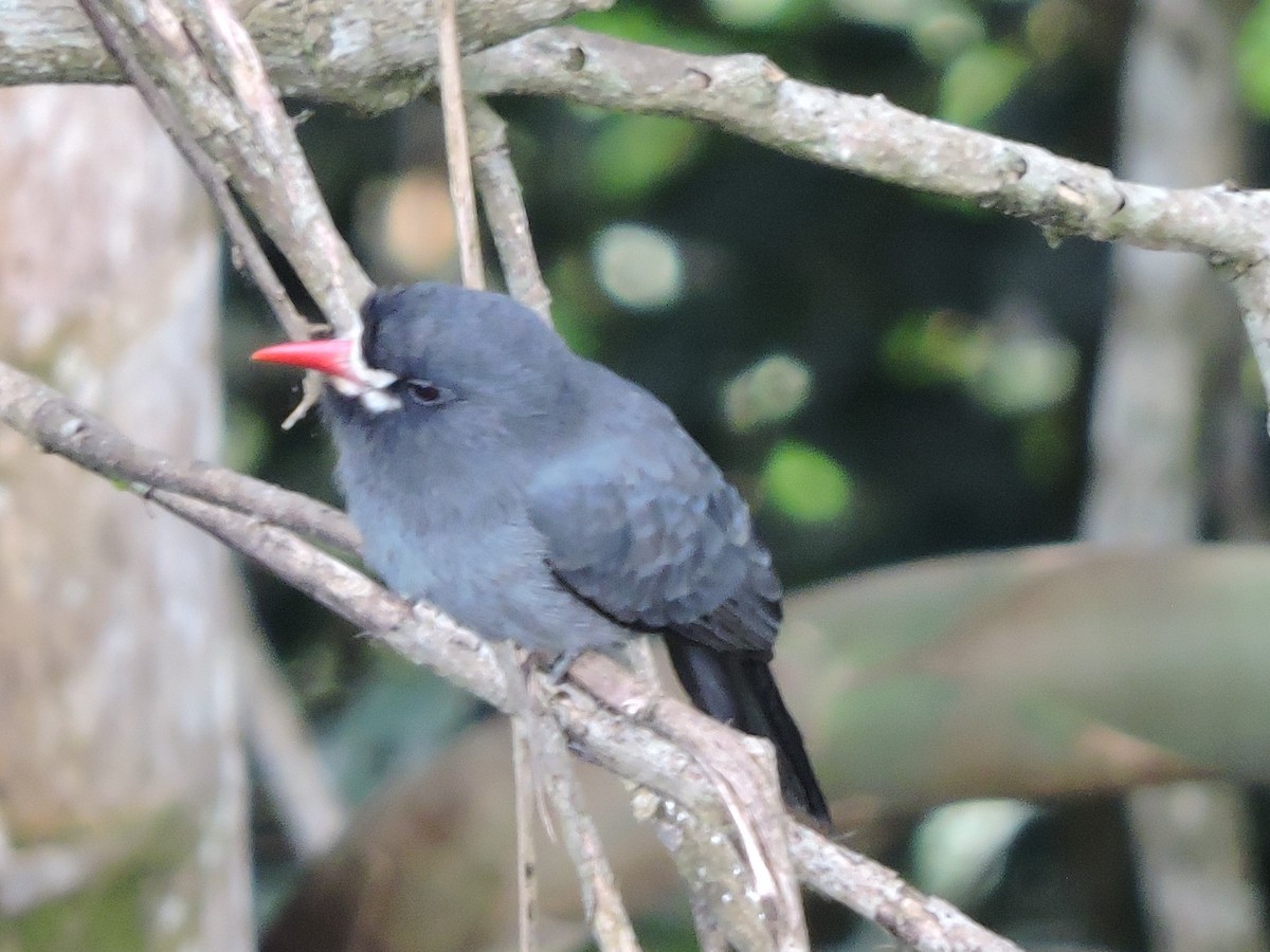 White-fronted Nunbird - ML62599321