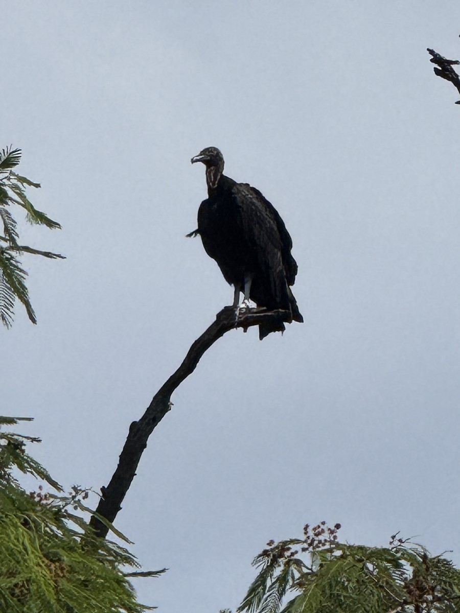 Black Vulture - ML625993403