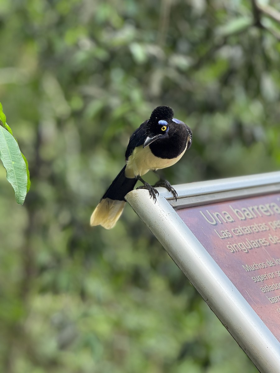 Plush-crested Jay - ML625993628