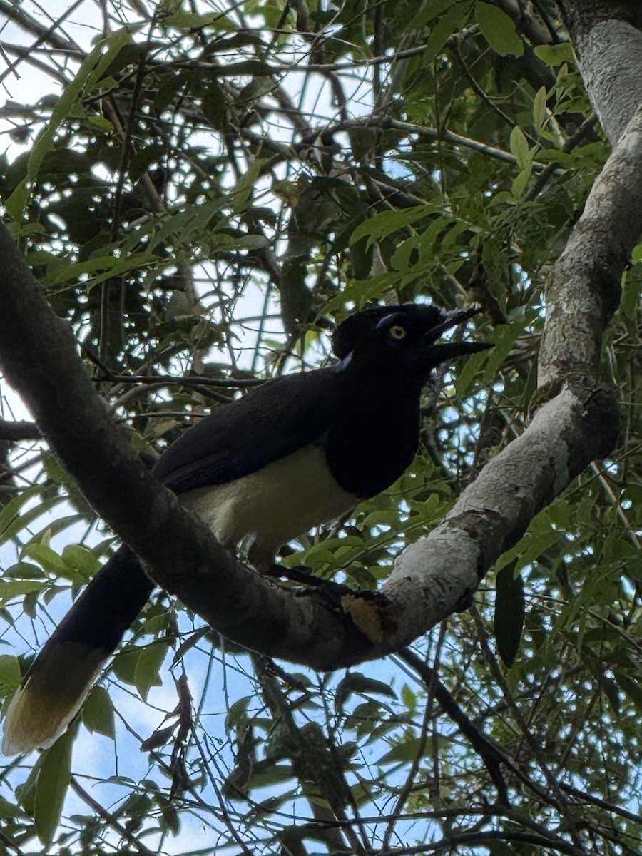 Plush-crested Jay - ML625993630