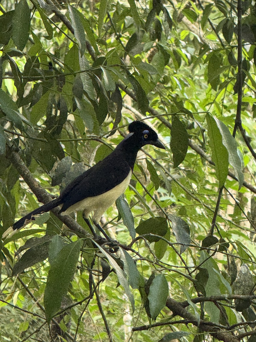 Plush-crested Jay - ML625993631