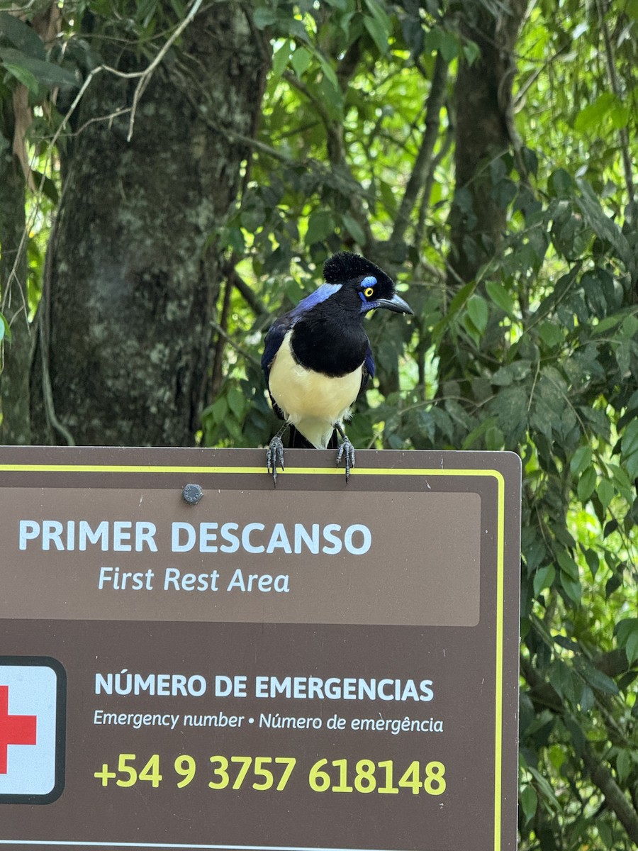 Plush-crested Jay - ML625993633