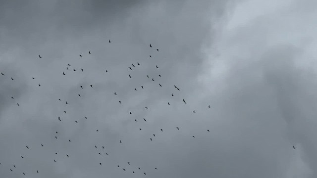 Oriental Pratincole - ML625993830