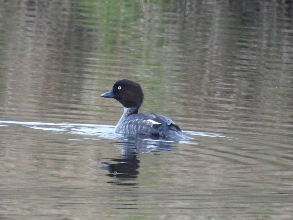 Common Goldeneye - ML625993890
