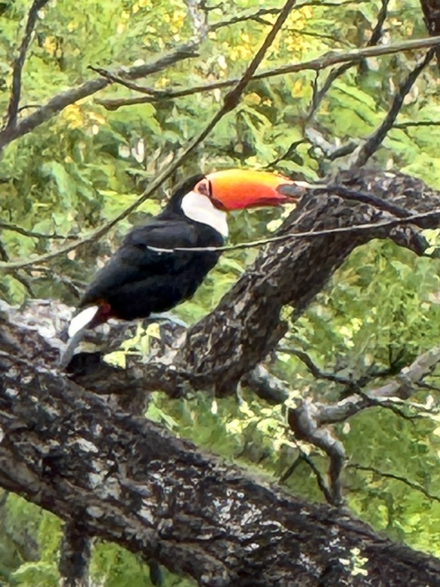 Toco Toucan - ML625994025