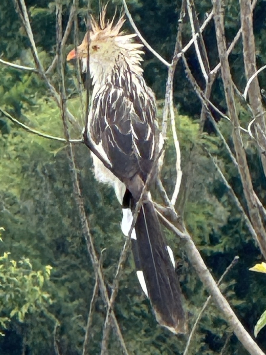 Guira Cuckoo - ML625994124