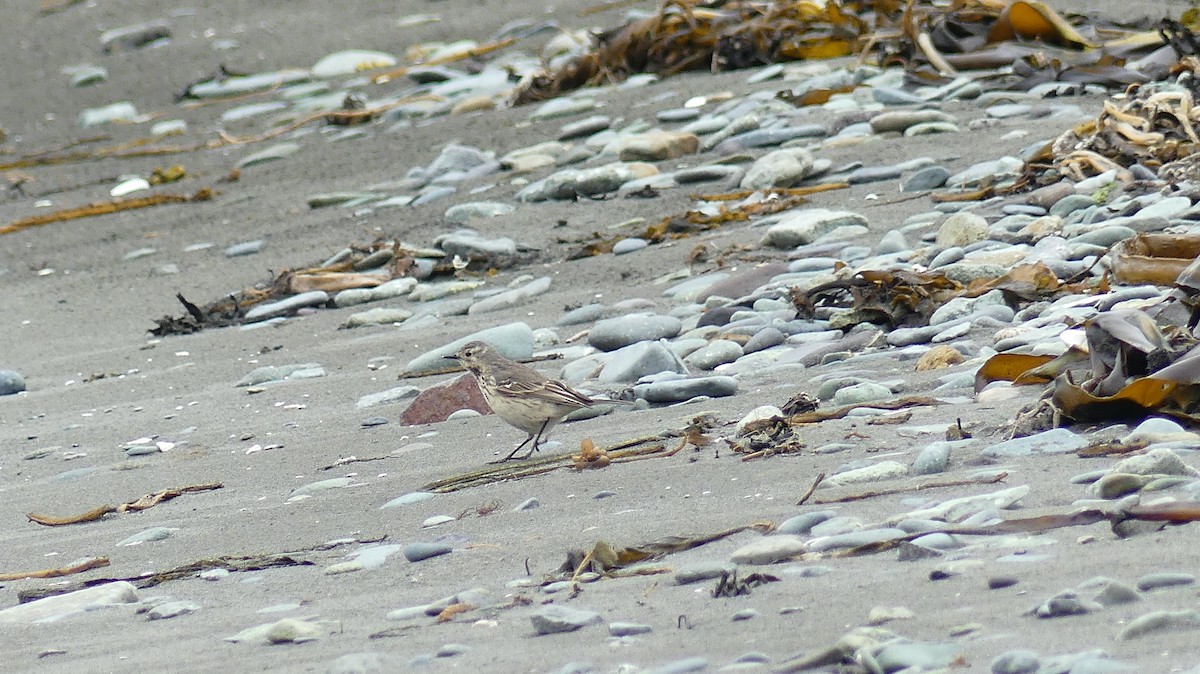 Siberian/American Pipit - ML625994166