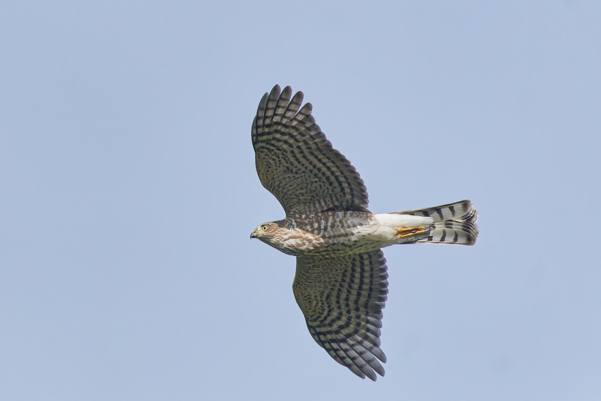 Sharp-shinned Hawk - ML625994257