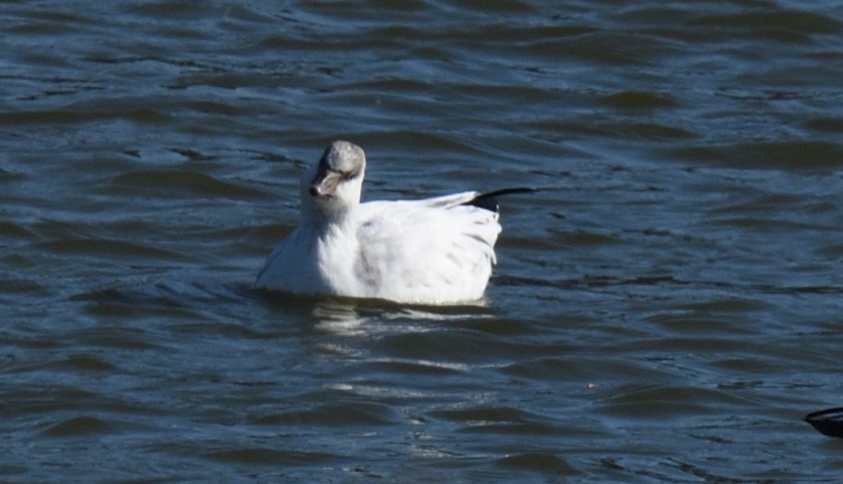 Ross's Goose - ML625994282