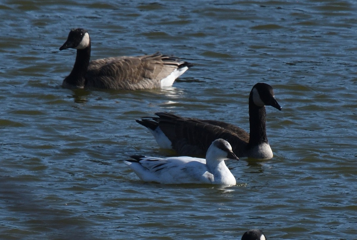 Ross's Goose - ML625994283