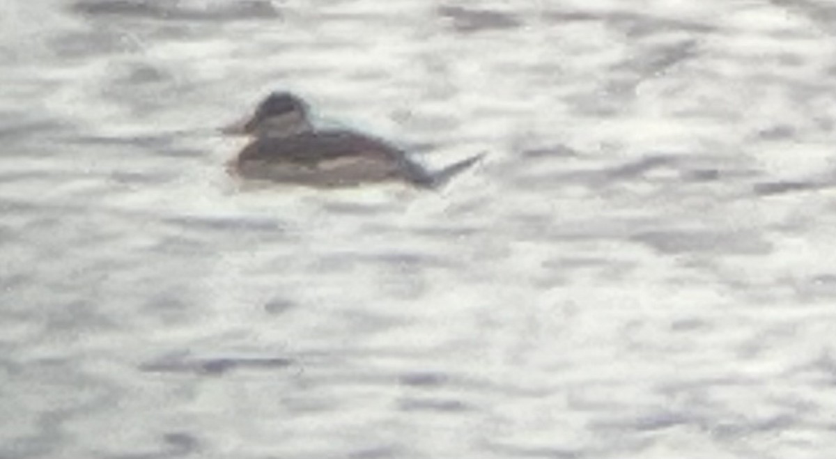 Ruddy Duck - ML625994285