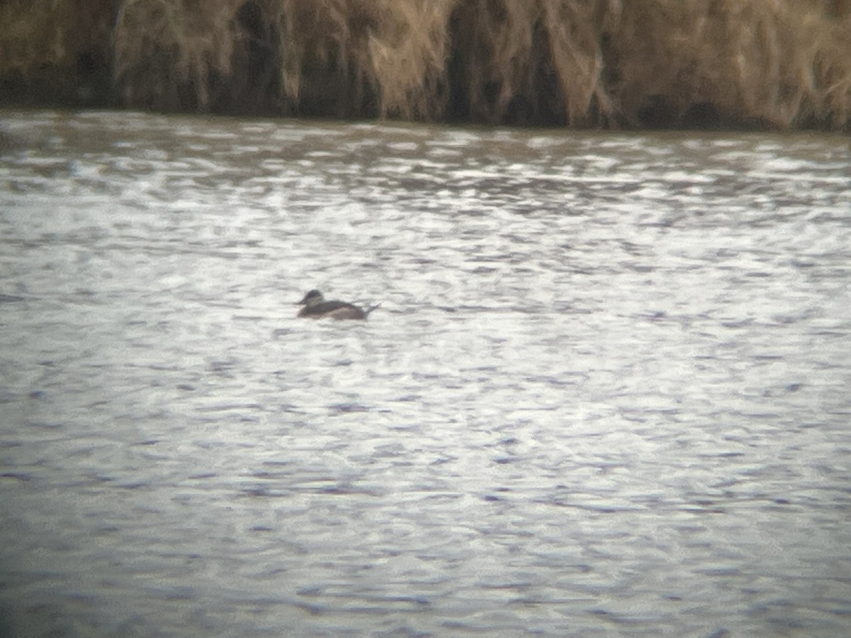 Ruddy Duck - ML625994286