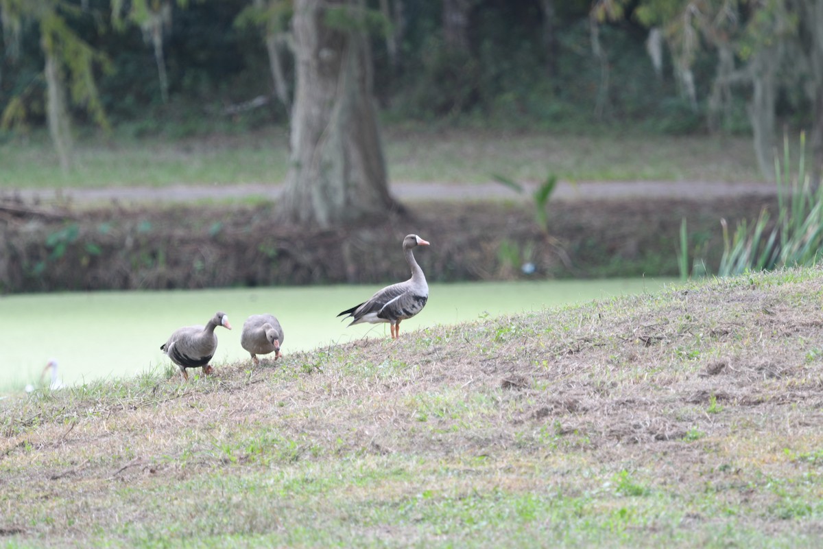 Oca lombardella - ML625994349